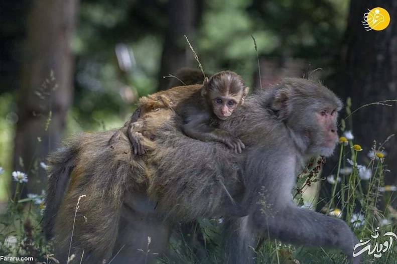 تصاویر منتخب حیات وحش در یک هفته